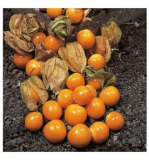 50+ CAPE GOOSEBERRY SEEDS ---------------------------- RARE