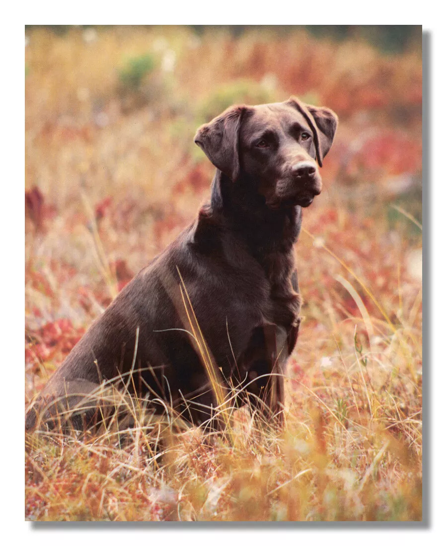 Free chocolate cheap labs