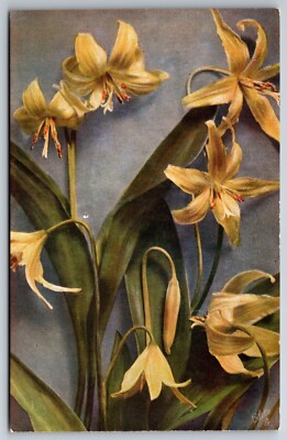 Tuck's Rocky Mountain Wildflowers Adder's Tongue Gilette Unused Floral Postcard