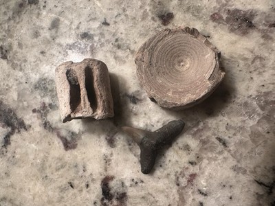 Shark Tooth And Vertebrate Fossil Collection Gift 