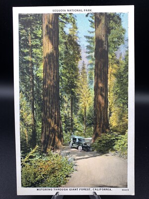 MOTORING THROUGH GIANT FOREST, SEQUOIA NATIONAL PARK - Antique Postcard, unused