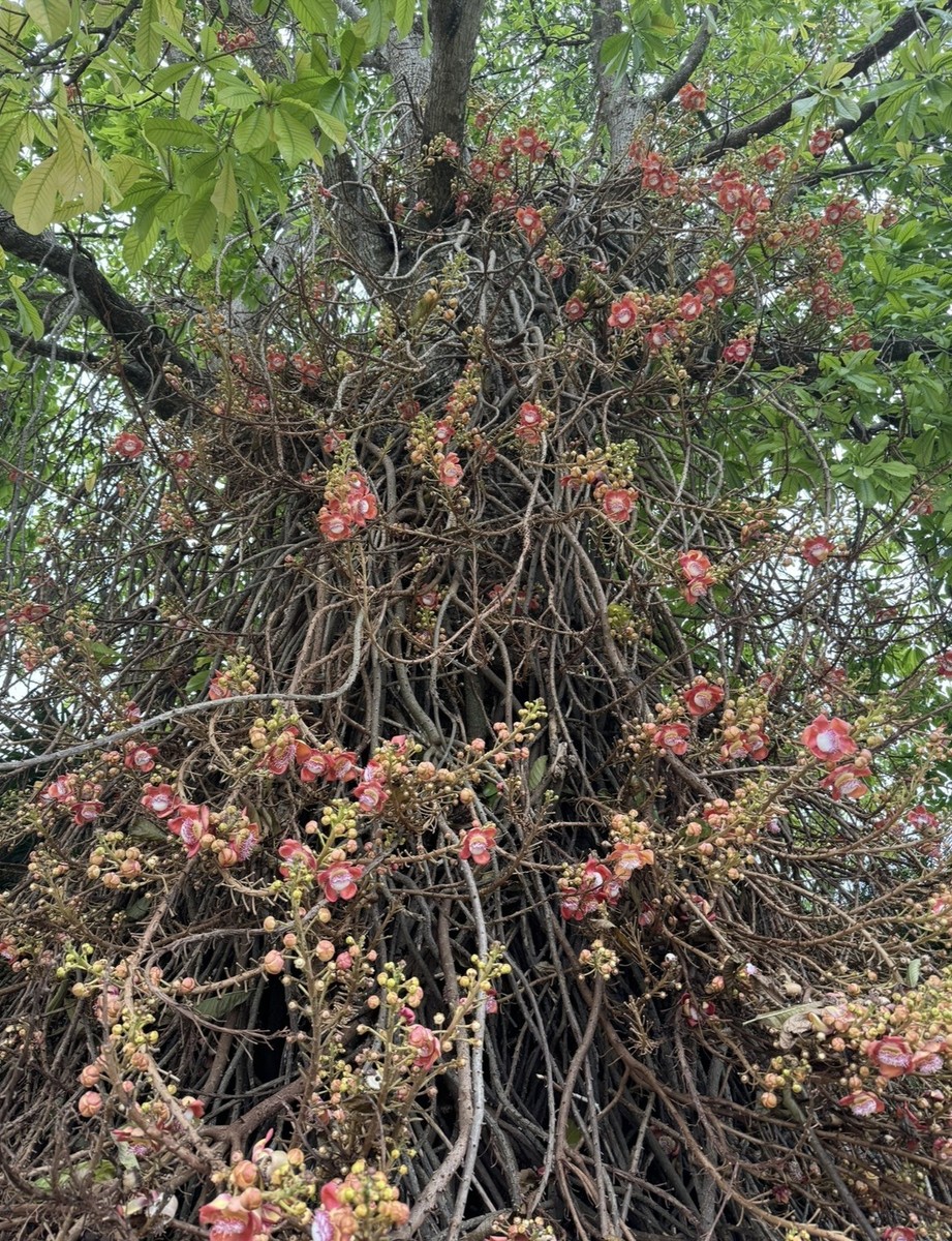 RARE Cannonball tree - Couroupita guianensis - Ayahuma FRAGRANT LIVE PLANT  | eBay