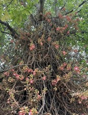 RARE Cannonball tree - Couroupita guianensis - Ayahuma FRAGRANT LIVE