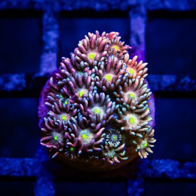 Goniopora Super Ultra