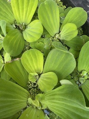 Dwarf Water Lettuce 2+1 Special   Buy 2 Get 1 FREE  LiveFloating Aquarium Plants