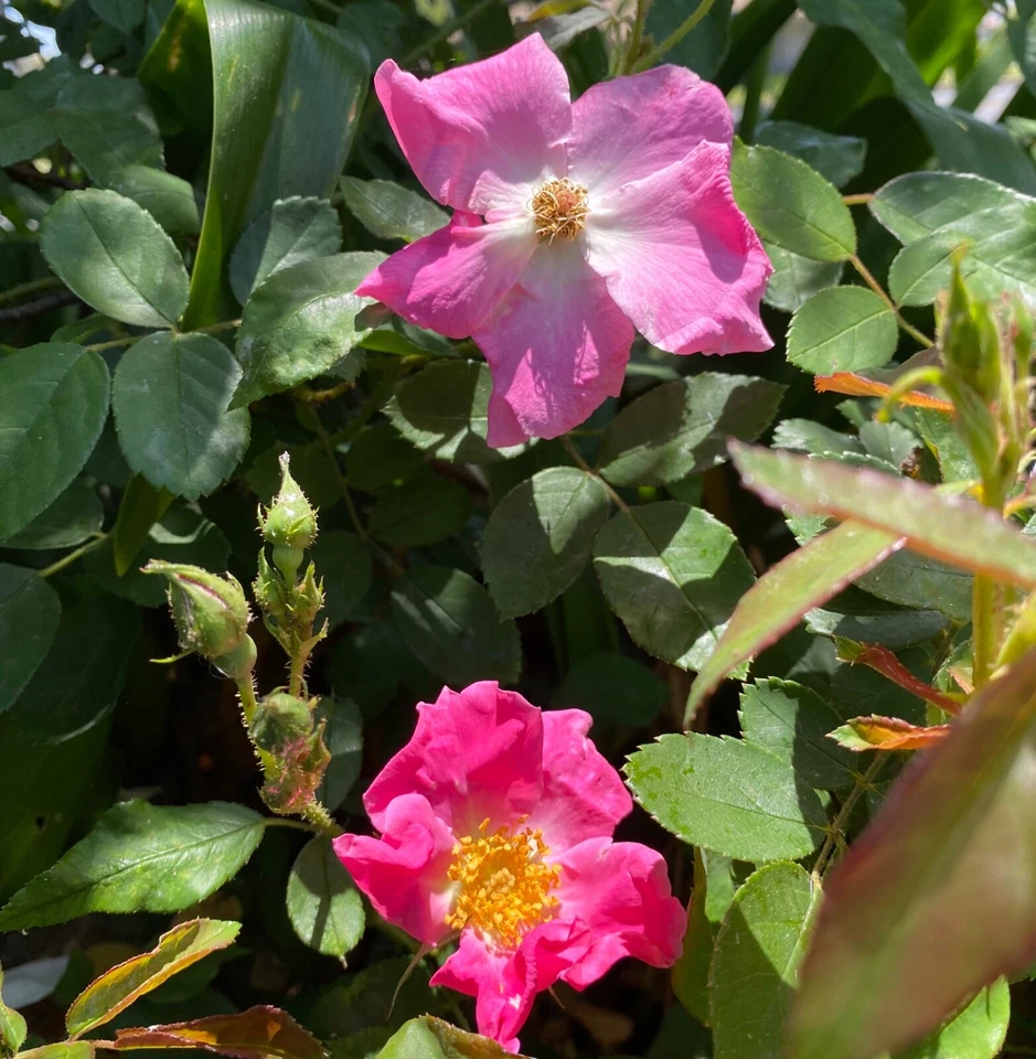 Floribunda Rose 'Brilliant Pink Iceberg' 3 Cuttings For Grafts QUICK FREE SHIP - Image 3 of 4