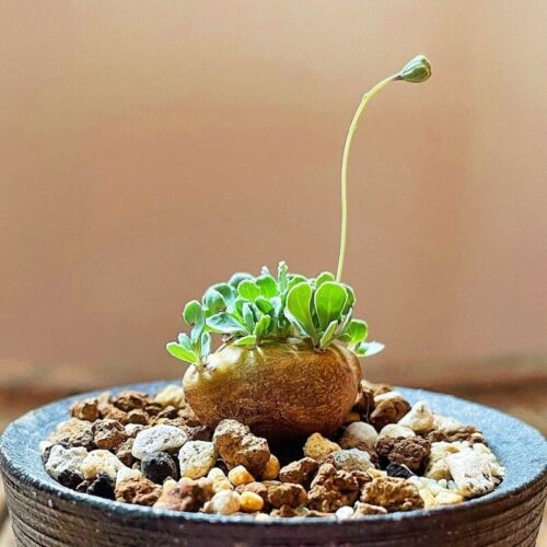 Pianta succulenta da giardino 1-1,5 cm piante bellissime - Foto 2 di 19