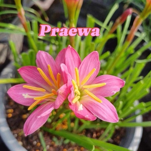 1 bulb AUTHENTIC Rain Lily Zephyranthes 70-150mm size (130 varieties) - Picture 16 of 43