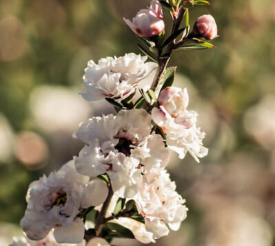 20 Seeds Leptospermum scoparium Manuka Tea Tree -Seed Pack | eBay