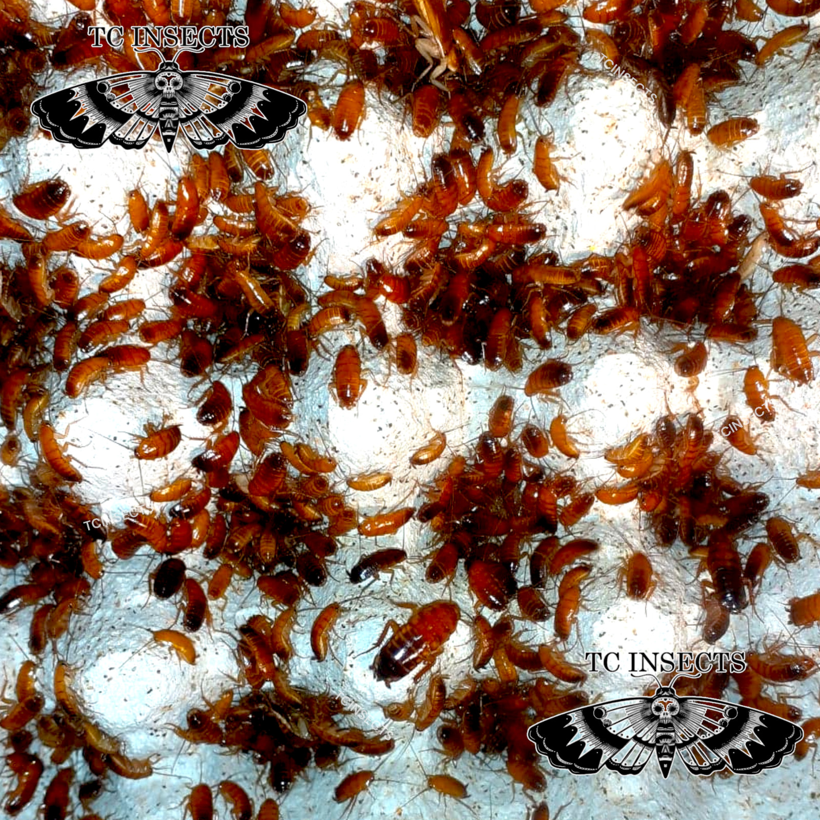 Medium Live Red Runner Turkestan Roaches 1/2 in BULK Tarantula Dubia Replacement