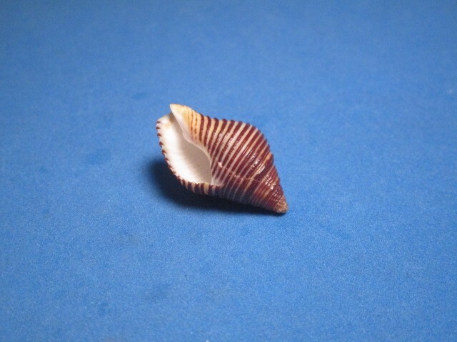 Bild 4 von 4