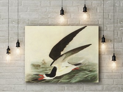 John James Audubon: Black Skimmer. Birds of America. Fine Art Canvas