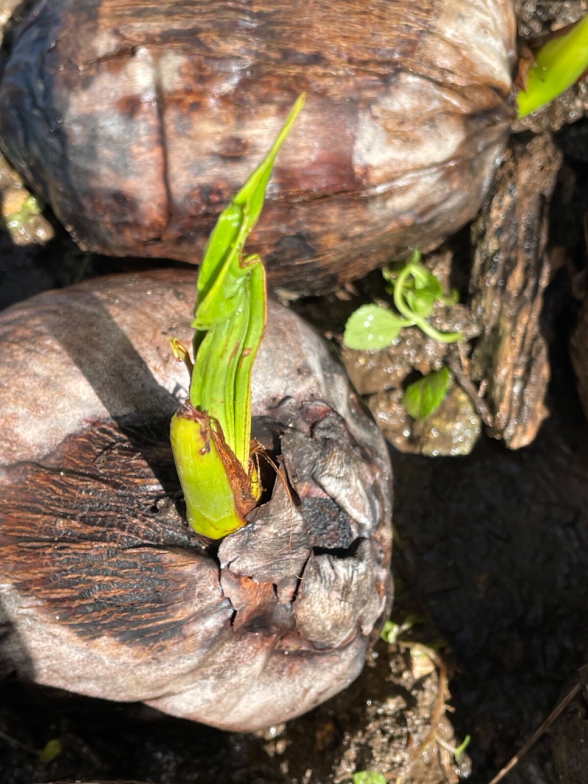 Dwarf Coconut Organic seed sprouted Two Seeds