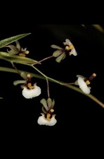 Orchid Species Gomesa radicans