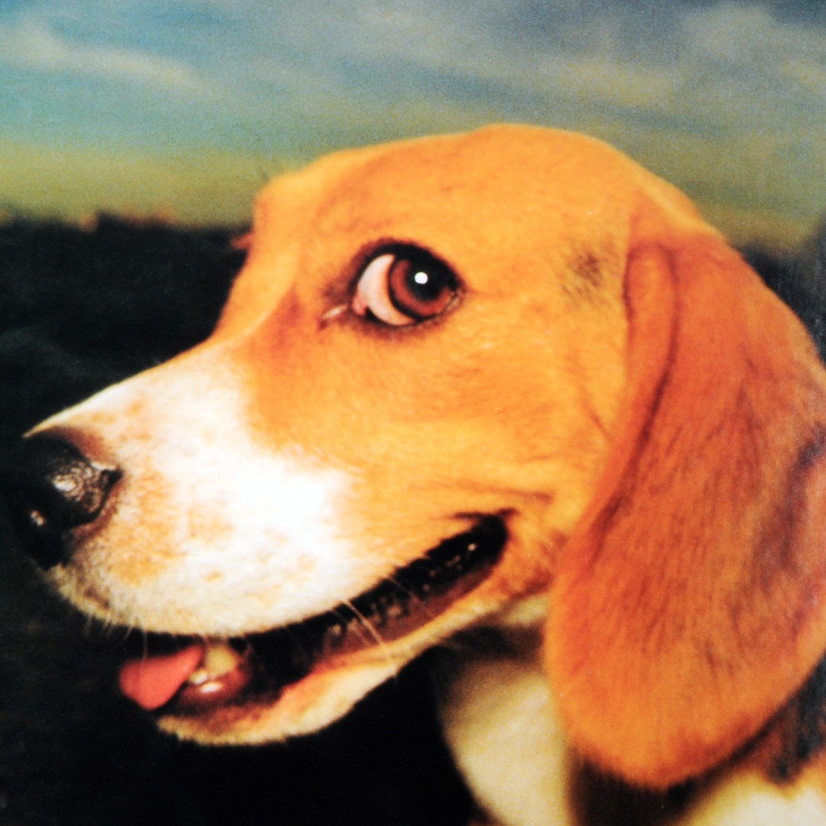 Fast Shipping Himiko Kikuchi FLYING BEAGLE LP Vinyl MHJL-440 Japan