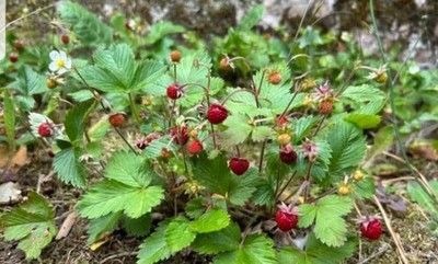 10 Stück Walderdbeeren Pflanzen winterhart Bodendecker wurzelnackt Biologisch