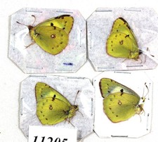 Pieridae Colias hyale 4 pcs /11205/  Zmyiv reg,Kharkiv Ukraine