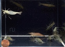 10 1 AMANO ALGAE EATER - Freshwater S-M size Aquarium Shrimp. Live Guarantee