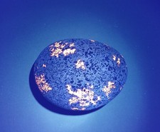 Fluorescent Sodalite  Yooperlite   12.5 oz. A Nice Bright Yooperlite