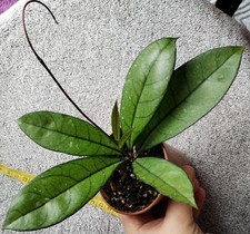 Hoya Crassipetiolata - Not Splash Full Plant Actively Growing In A Pot