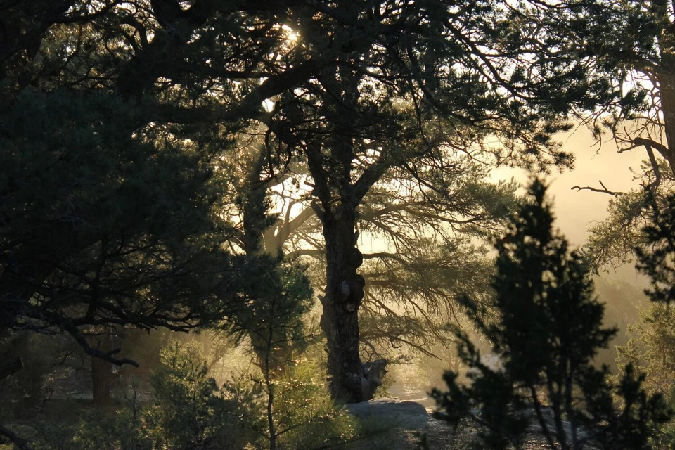 Novo México Piñon Pinhões, 5 lb Pinon Cru | Nação Navajo, Montanhas Zuni - Imagem 4 de 4