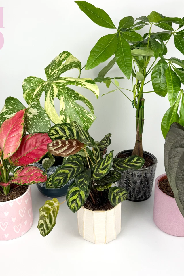 OH SO FLORAL Houseplant ebay Launch!!!
