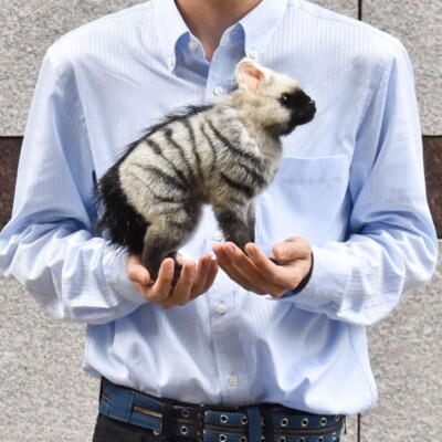 BH7840 HANSA Hansa Ardwolf Cub 28 AARDWOLF Child Real Animal Plush Doll Stuffed