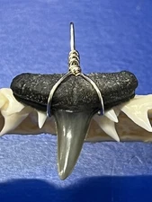 SHARK TOOTH PENDANT Fossilized 7/8 Inch Upper LEMON Shark Tooth 