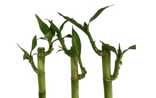 3 x Water Bamboo Plants - 30cm - Lucky Bamboo - Houseplant - Aquarium Plant - Picture 5 of 8