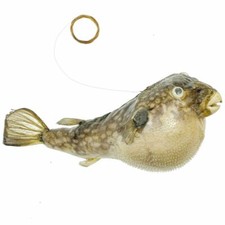 Poisson perroquet diodon naturalisés à suspendre