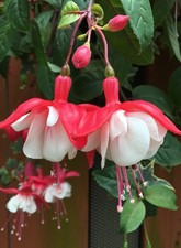 Fuschia - (Sir Matt Busby) LARGE 5 LITRE POT - PLANT GARDEN GROW