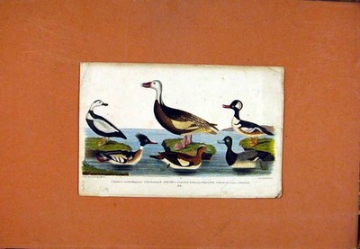 Original alter antiker Druck Merganser Scaup Ente Widgeon Gans Vögel um 1831 19.