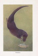 Otterspitzmaus - Potamogale chaillu Farbdruck von 1912 Potamogalinae