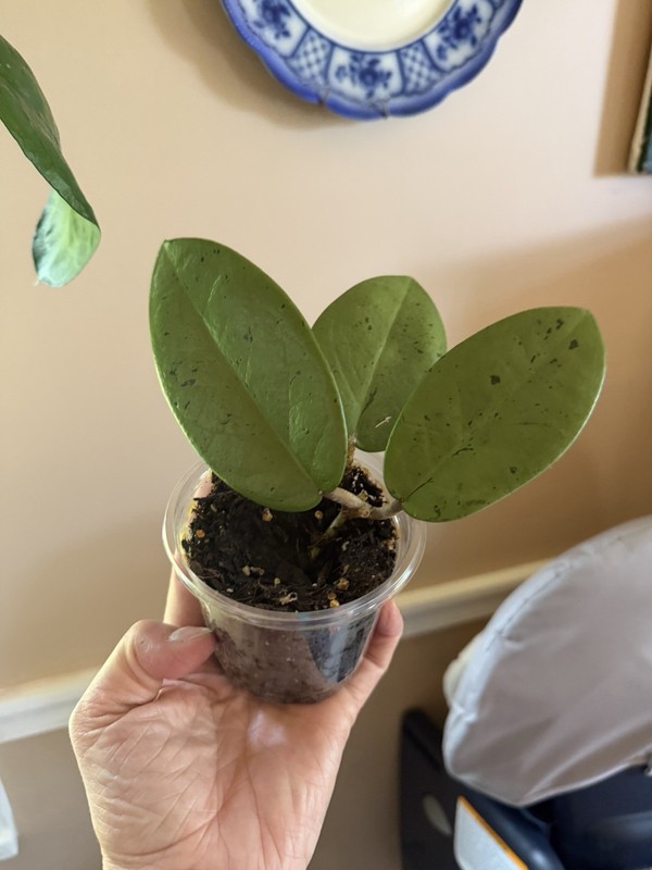 HOYA SILVER DOLLAR MB 1405-AG (ROOTED PLANT) (id #4)