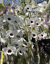 Dendrobium Nobile Yukidaruma 'King variegated ' Rooted Stem