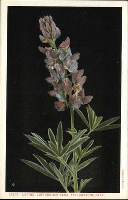 YELLOWSTONE NAT'L PARK MT Lupine Lupinus Sericeus Flower BOTANICAL ART PC