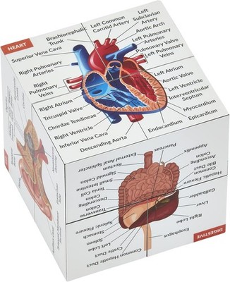 Click to see full view Human Anatomy Study Cube | Study 9 Parts of The Human Bo