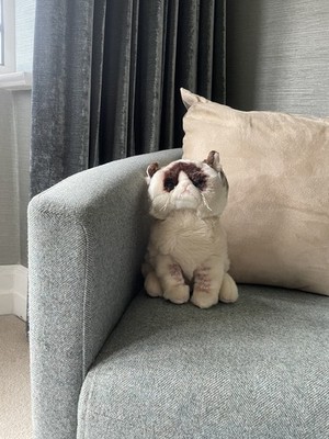 MÜRRISCHE KATZE - STOFFTIER IM RUHESTAND, EHEMALIGER INTERNETSTAR GRUND