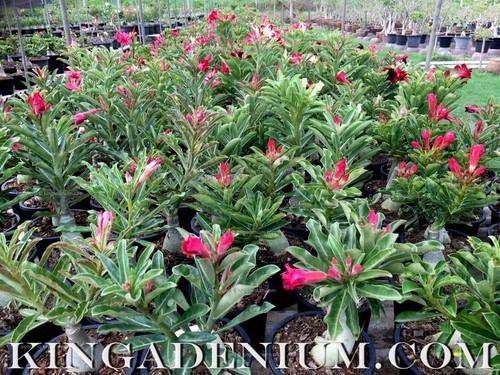 100 SEEDS ADENIUM OBESUM DESERT ROSE TRIPLE KA24 FRESH NEW HYBRID BEST SELLING - Picture 5 of 8