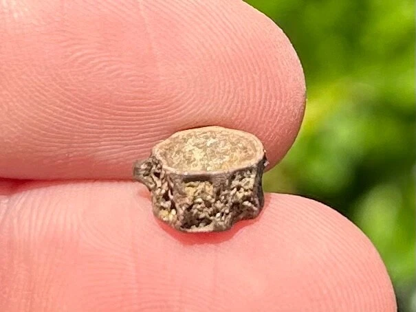 Dinosaur Age Fossil Vertebrae Hell Creek Formation Reptile Amphibian Fish - Image 4 of 4