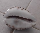 1933 Chicago World's Fair Carved Tiger Cowrie Shell ~ Marvin — photo 6
