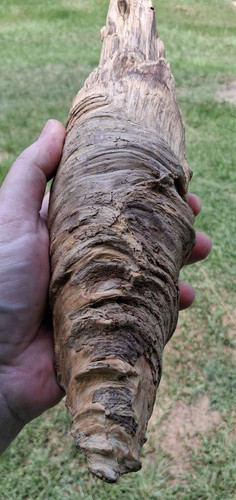 Strange Natural Driftwood for Art, Crafts, Woodworking 12"x3" in Louisiana