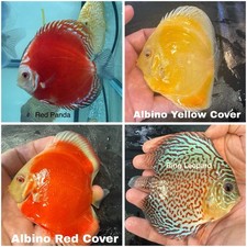 Pack of 4 Discus Fish 3.75  - 4  - Live Fish Aquarium Overnight Shipping
