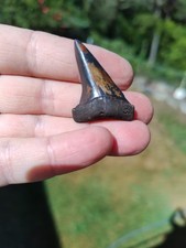 Diente de tiburón fósil Mako Isurus después de dinosaurio - sitio rojo de Carolina del Norte