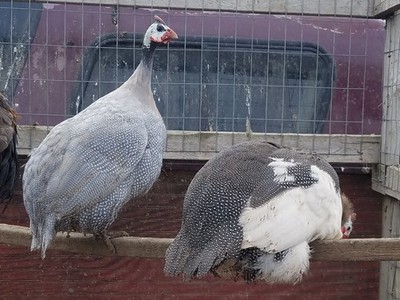 Guinea Fowl Hatching Eggs 12+ Eggs! Multi Colored Flock Natural Tick Control 