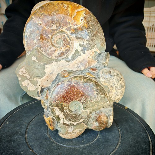 Amanite Fossil Crystal Quartz Stand With Metal Holder For Ammonite Fossil, Conch Specimen, Or Healing Stones - Black Ammonite Fossil Display - Foto 6