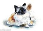 Birman #1 Cat Art Aceo Card Print by A Borcuk