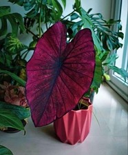 Pretty Imported Double Alocasia Dark Magenta Flower Bulb Pack Of 2 Bulbs