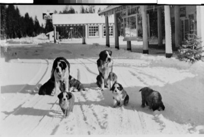 St Bernard Lodge  Mill Creed, Po California 1950s view OLD PHOTO 5