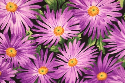 36"L x 44" FLEUR by Timeless Treasures Fabric Purple Daisy Flowers ...